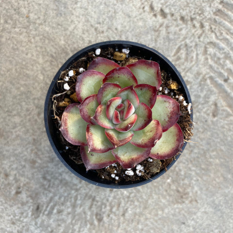 Echeveria 'Lingyin