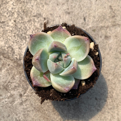 dudu succulents Echeveria 'Dudu' – Serres Lavoie