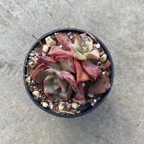 Echeveria 'Beluga