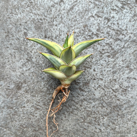 Sansevieria lavranos aurea variegata 