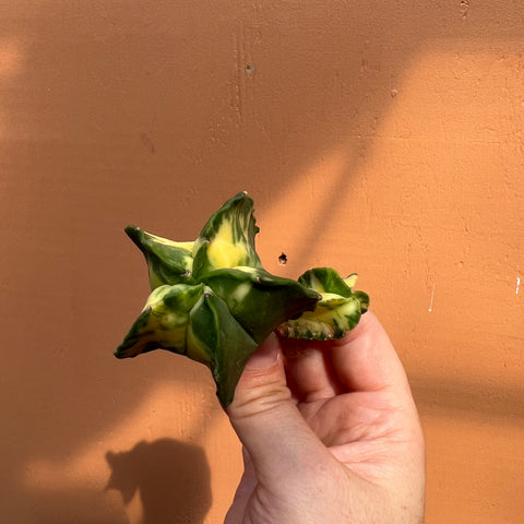 Astrophytum myriostigma variegata