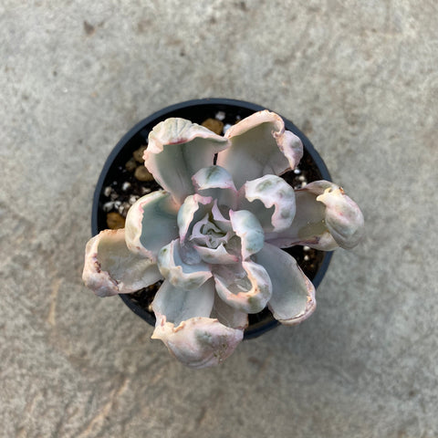 Echeveria barkeley light f. variegata