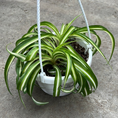 chlorophytum laxum Chlorophytum laxum 'Bonnie' – Serres Lavoie