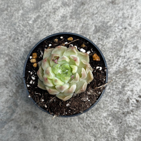 ring plant succulent Echeveria 'Smoke Ring' – Serres Lavoie