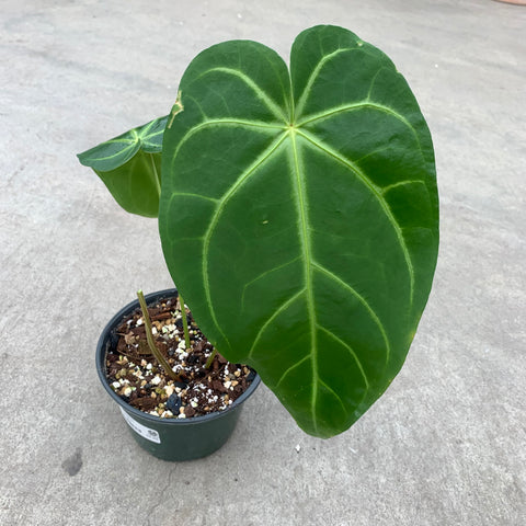 anthurium magnificum dark Anthurium magnificum dark – Serres Lavoie