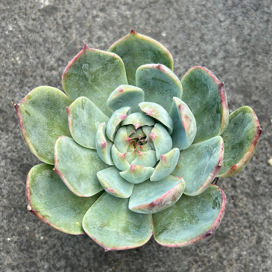 Echeveria 'Casio' | Succulents | Plantarium – Serres Lavoie