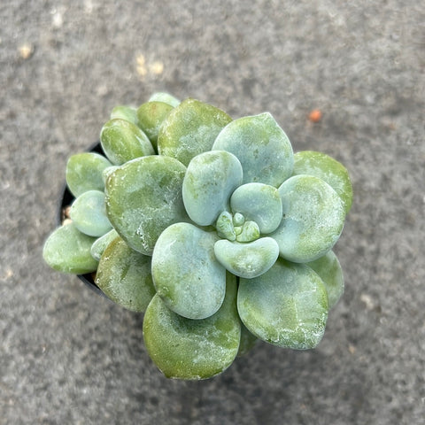 avant garde succulent Graptoveria 'Avant-Garde'' | Succulents