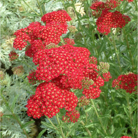 Achillea millefolium 'Cerise Queen' (Rouge)