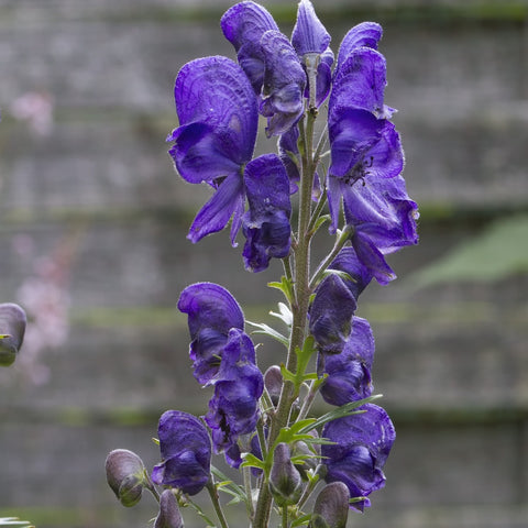 Aconitum napellus