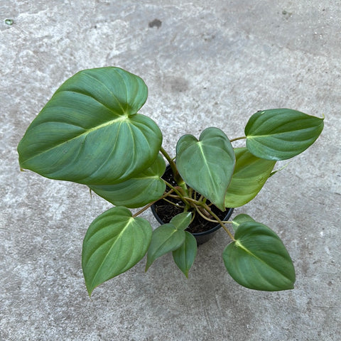 Philodendron 'McDowell