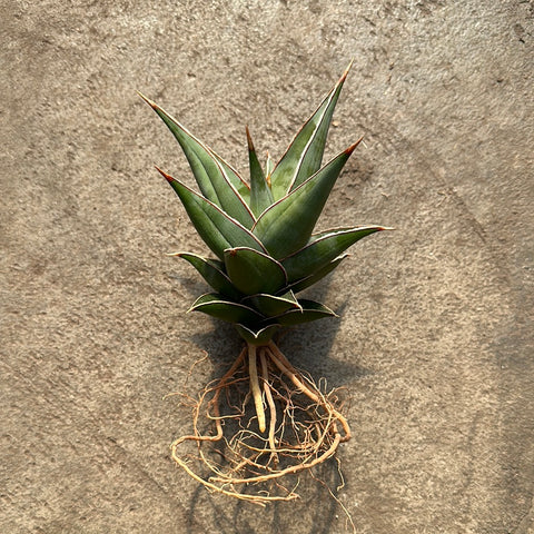 walking sansevieria pinguicula Sansevieria pinguicula – Serres Lavoie