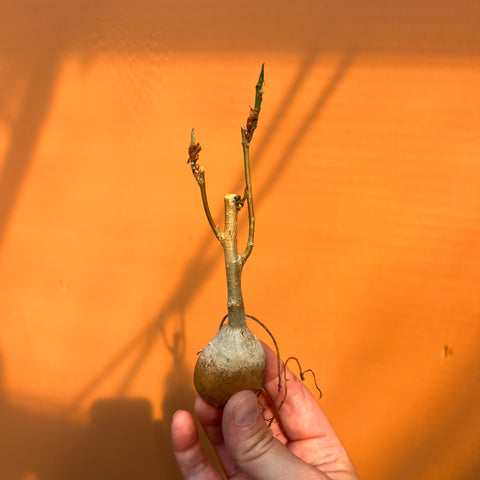 Ficus petiolaris ssp. palmeri