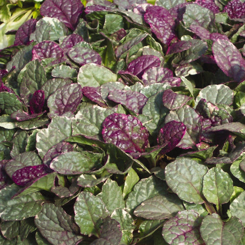 Ajuga reptans 'Burgundy Glow' (Pourpre)