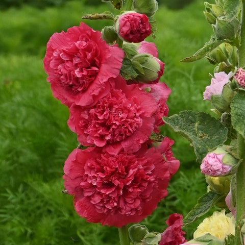 Alcea 'Chater's Double' (Rouge)