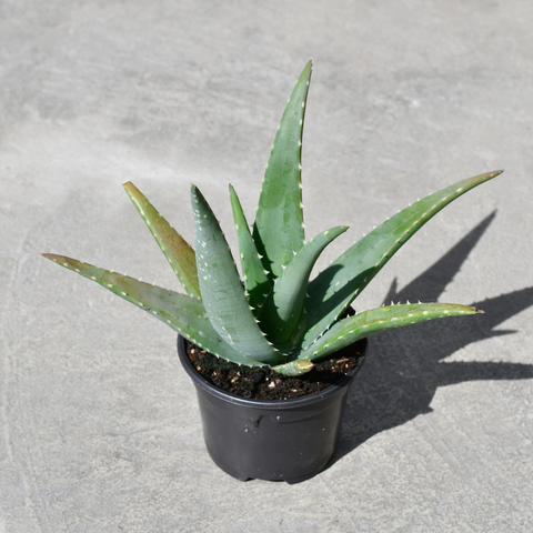 Aloe medivera 'Equator'