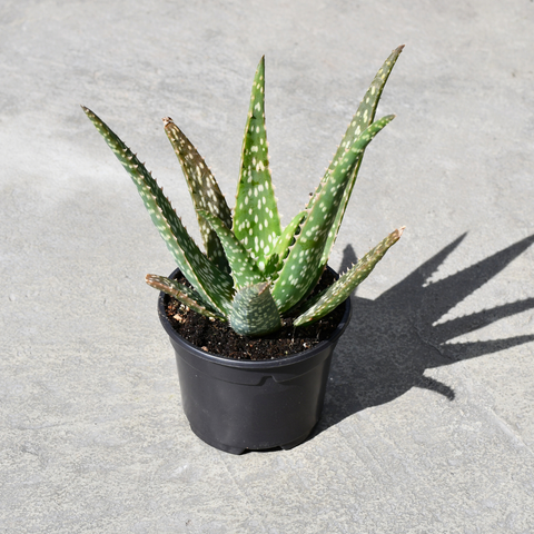 Aloe medivera 'Tropical'