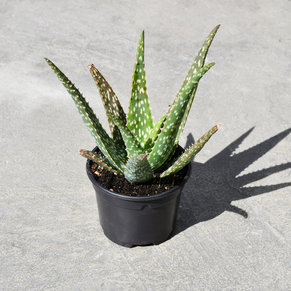 aloe vera active gel dermasence Pure Aloe Vera Gel + Tea Tree Oil main image 0