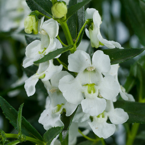 Angelonia Alonia Big Snow (Blanc)