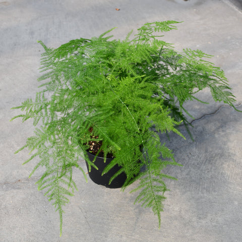 Asparagus plumosus