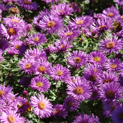 Aster 'Purple Dome' (Mauve)