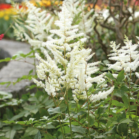 Astilbe x arrendsii 'Diamant' (Blanc)