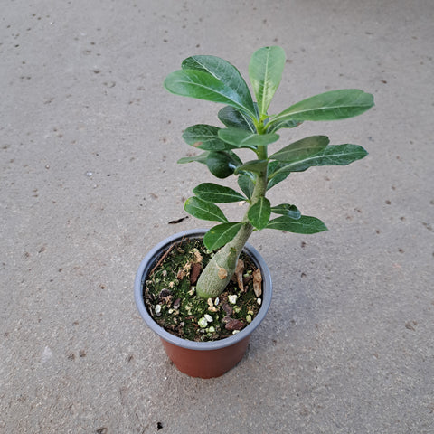 Adenium obesum 'Picotee'