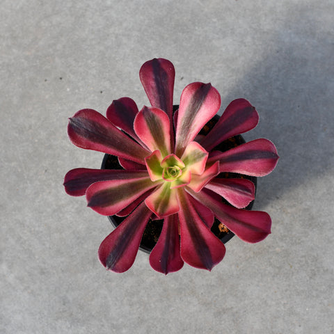 Aeonium 'Phantom'