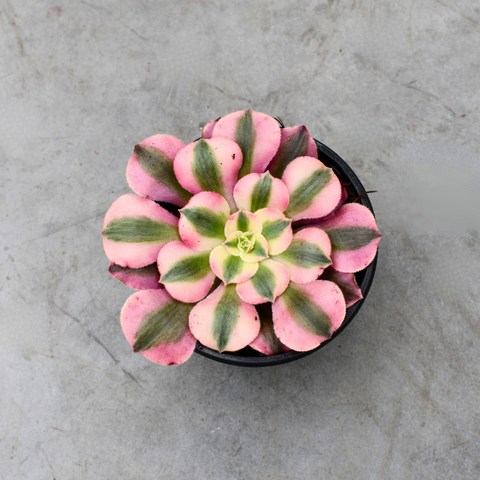 Aeonium 'Pink Witch'