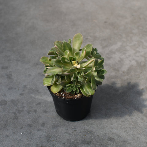 Aeonium castello-paivae f. variegata