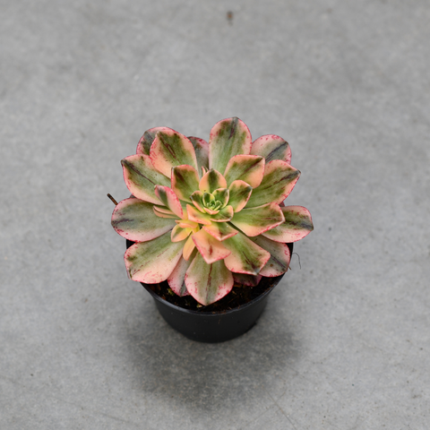 Aeonium 'Sweet Tea' f. variegata