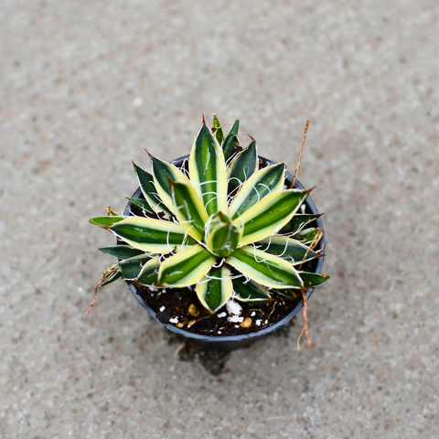 Agave schidigera 'Royal Flush'