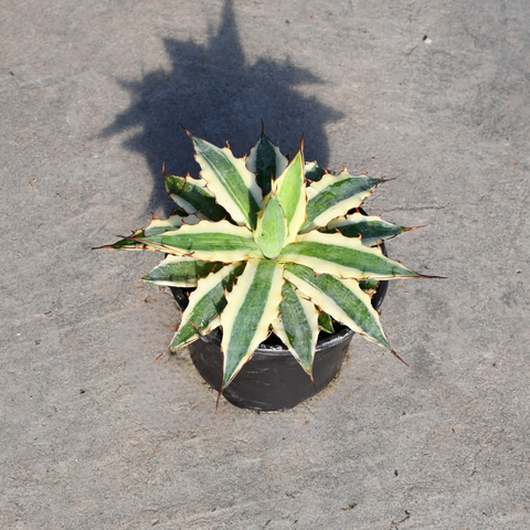 Agave xylonacantha cv. Frostbite