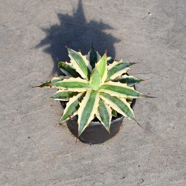 agave frosthart Agave xylonacantha cv. Frostbite | Succulents