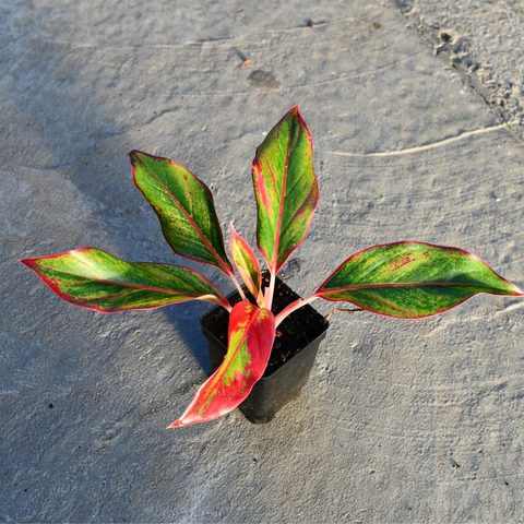 aglaonema jasper jones Aglaonema 'Sparkling Sarah' | Tropical
