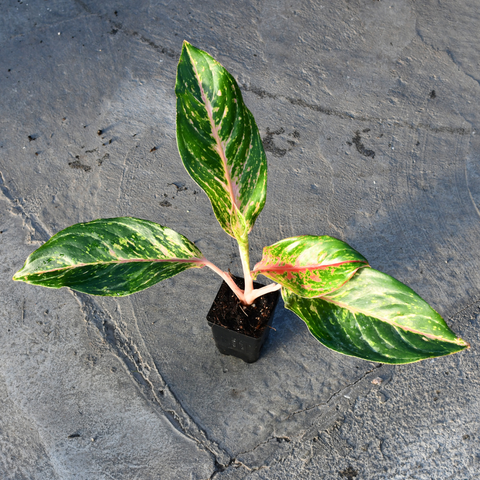 Aglaonema 'Sparkling Sarah'