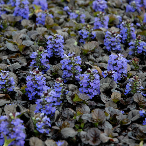 Ajuga reptans 'Black Scallop' (Noire)
