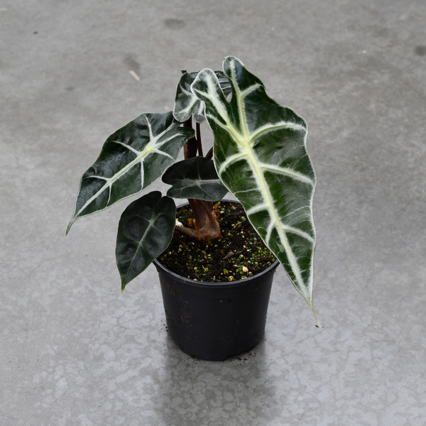 Alocasia 'Amazonica' – Serres Lavoie