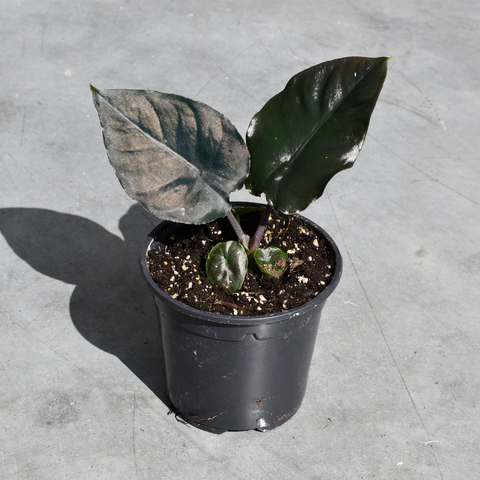 Alocasia 'Infernalis'