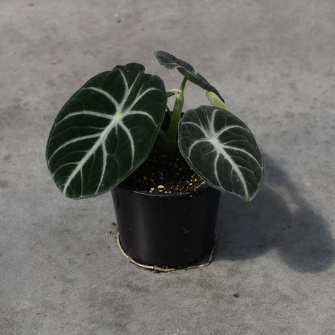 Alocasia 'Ninja'