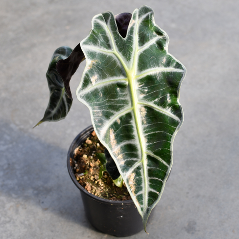 Alocasia amazonica polly