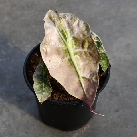 Alocasia amazonica 'Polly' mint
