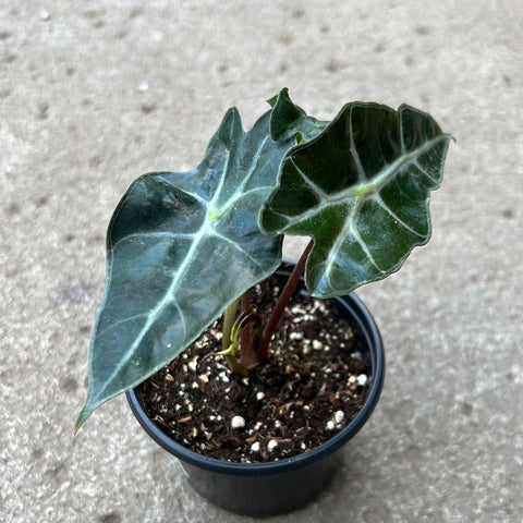 Alocasia amazonica polly 
