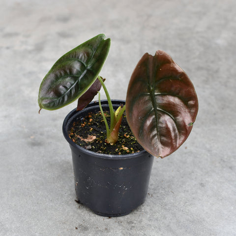 Alocasia cuprea 'Red secret'