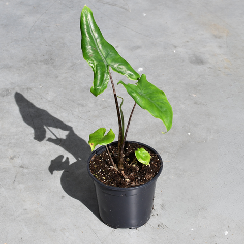 Alocasia 'Tigrina'