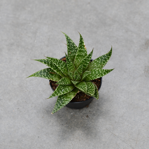 Aloe aristata 'Moonrise'