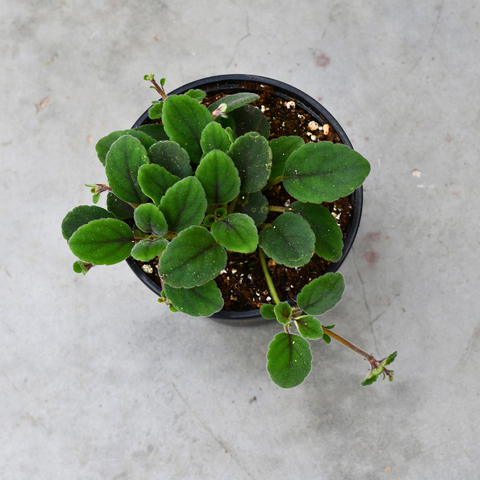 Alsobia dianthiflora