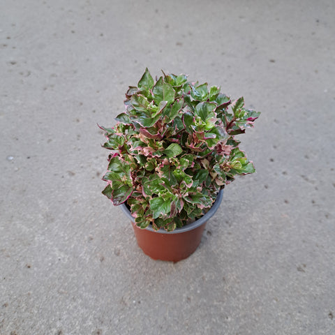 Alternanthera 'Ruby Flake'