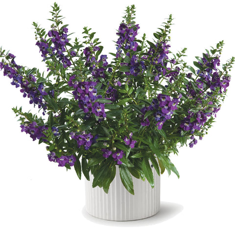 Angelonia Alonia Big Blue (Bleu)
