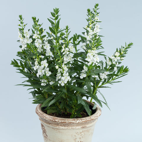 Angelonia Alonia Big Snow (White)