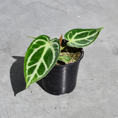 Anthurium 'Dorayaki'
